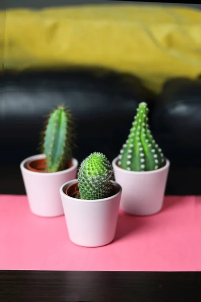 Pequeñas Suculentas Cactus Lindas Macetas Color Rosa Claro Para Decoración — Foto de Stock