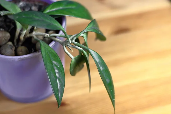 Flor Con Hojas Verdes Cerca Estante Con Textura Madera Símbolo — Foto de Stock