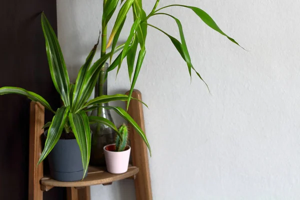 客室インテリア デザインで棚に鍋の家の植物 植物の装飾です コピーのテキストのための領域 — ストック写真