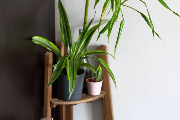 Zimmerpflanzen Töpfen Auf Den Regalen Der Raumgestaltung Botanisches Dekor Kopierraum — Stockfoto