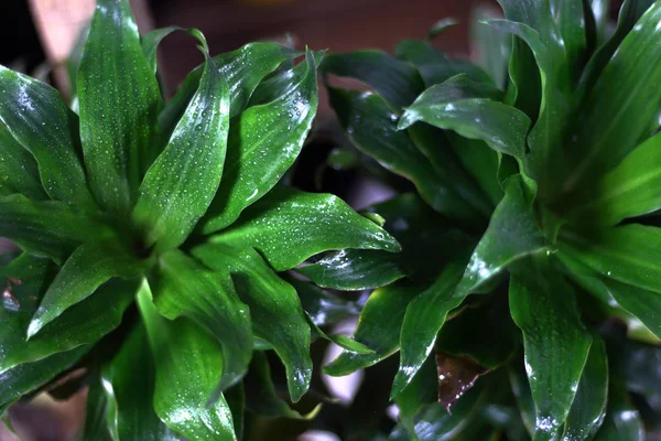 Świeże Briaght Zielony Liści Kropla Rosy Zbliżenie Rośliny Doniczkowe Tło — Zdjęcie stockowe