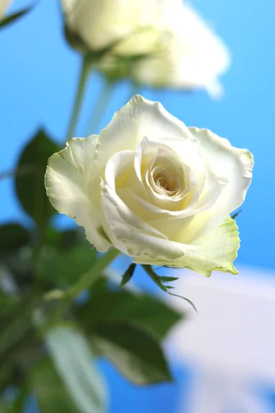 Piękne Jasne Przetargu Białej Róży Niebieskim Tle Zamknij Się Kartkę — Zdjęcie stockowe