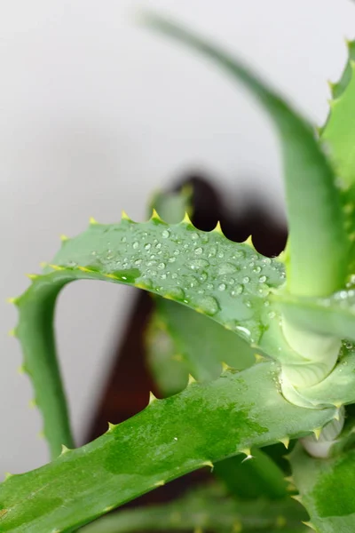 Aloe Vera Bitki Bitki Yakın Çekim Ile Çiy Damlaları Funda — Stok fotoğraf