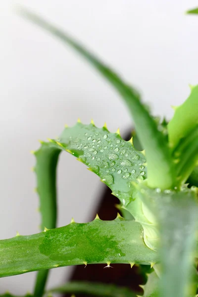 Aloe Vera Bitki Bitki Çiğ Damlaları Ile Yakın Çekim Yaprak — Stok fotoğraf