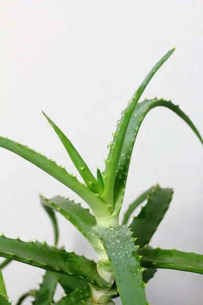 Aloe Vera Roślina Zioło Pozostawia Zbliżenie Kroplami Rosy Wody — Zdjęcie stockowe