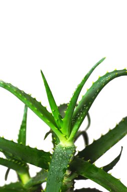 Aloe Vera bitki bitki yakın çekim izole su çiğ damlaları ile bırakır.