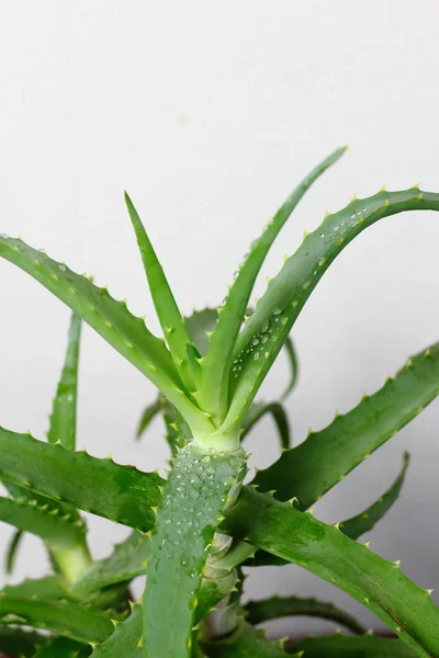 Aloe Vera Planta Folhas Ervas Close Com Água Gotas Orvalho — Fotografia de Stock