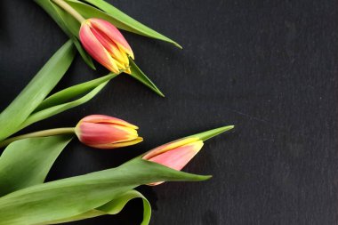 Sarı kırmızı çiçekler Lale buketi yeşil yaprakları ve kök üzerinde bir siyah arduvaz arka plan metin için boş alan ile