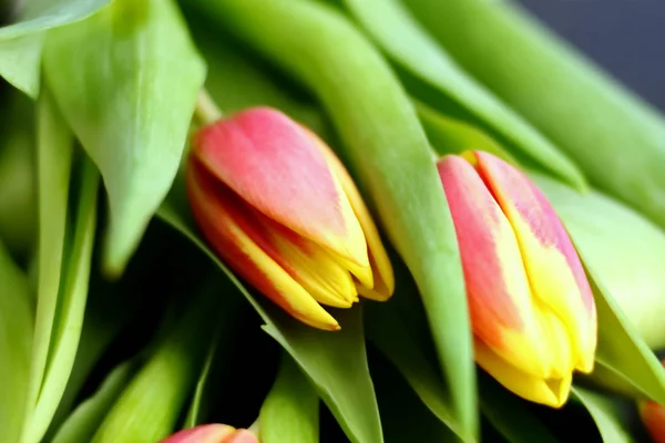 Flores Amarillas Rojas Tulipanes Ramo Con Hojas Verdes Tallo Sobre — Foto de Stock