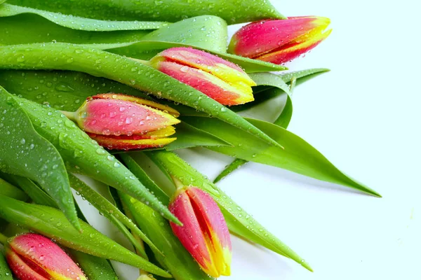 Flores Vermelhas Amarelas Tulipas Buquê Fresco Com Folhas Verdes Caule — Fotografia de Stock