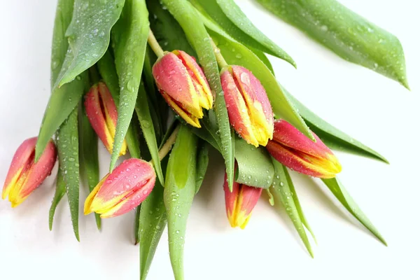 Flores Vermelhas Amarelas Tulipas Buquê Com Folhas Verdes Caule Isolado — Fotografia de Stock