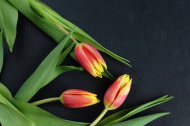 Sarı kırmızı çiçekler Lale buketi yeşil yaprakları ve kök üzerinde siyah arduvaz arka plan düz ile üstten görünüm yatıyordu