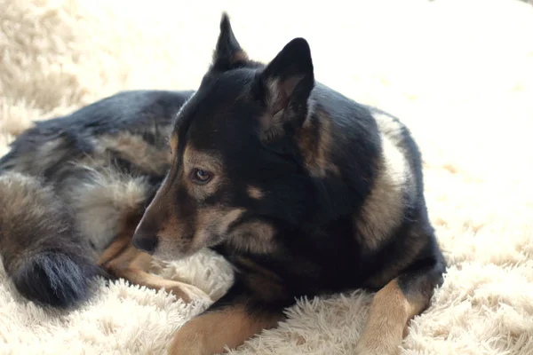 一只可爱可爱的带着深色皮毛的牧羊犬躺在一张蓬松的床罩上 — 图库照片