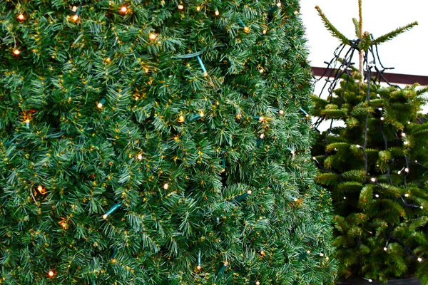 节日前圣诞假期有灯的绿色圣诞树 — 图库照片