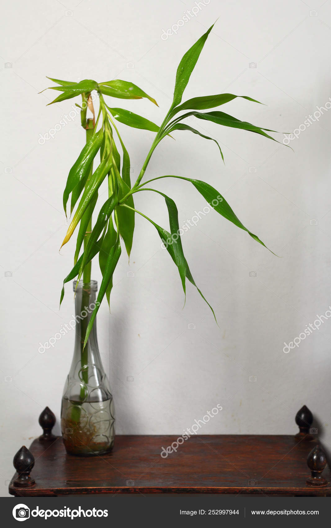 Dracaena Lucky Bamboo Vase Wooden Table Interior Desighn Room Gray