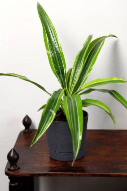 Gri bir duvara odanın iç desighn ahşap tabloda Dracaena deremensis çiy tazelik yağmur damla su ile bir tencerede yakın çekim