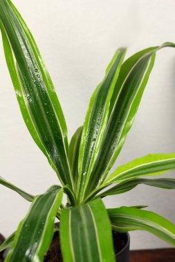 Gri bir duvara odanın iç desighn ahşap tabloda Dracaena deremensis çiy tazelik yağmur damla su ile bir tencerede yakın çekim