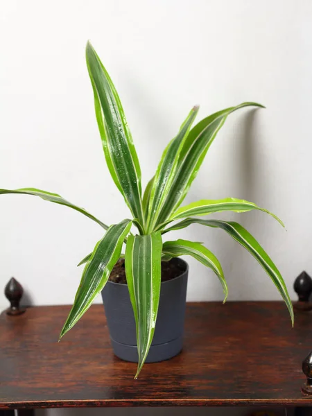 Dracaena Deremensis Einem Topf Mit Tau Frische Regen Tropfen Wasser — Stockfoto