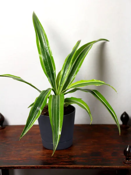 Dracaena Deremensis Einem Topf Mit Tau Frische Regen Tropfen Wasser — Stockfoto