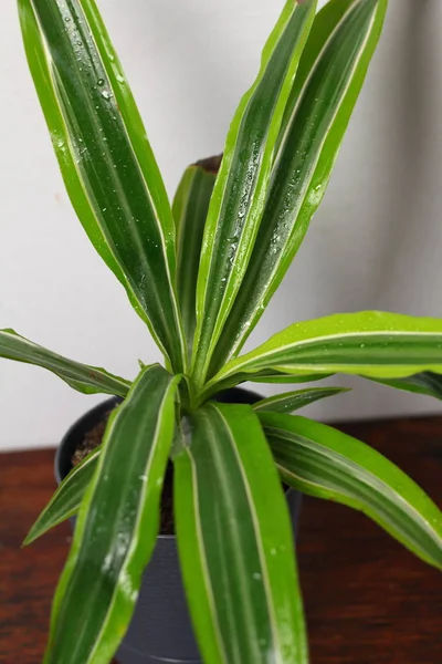 Dracaena Deremensis Pot Dew Freshness Rain Drop Water Close Wooden — Stock Photo, Image