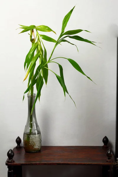 Dracaena lucky bamboo in a vase on a wooden table in the interior desighn of the room against a gray wall, symbol of feng shui