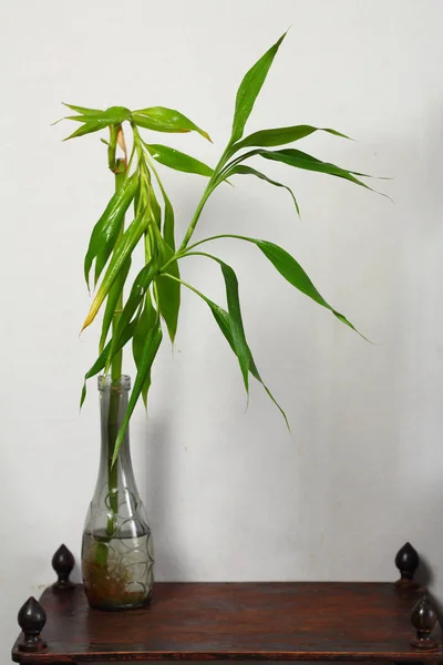 Dracaena Lucky Bambus Einer Vase Auf Einem Holztisch Inneren Des — Stockfoto