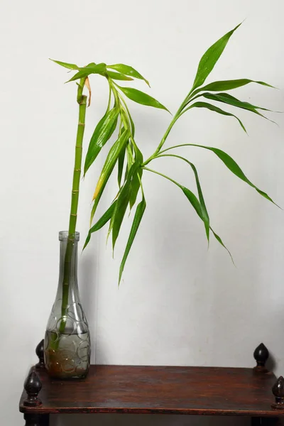 Dracaena Lucky Bambus Einer Vase Auf Einem Holztisch Inneren Des — Stockfoto