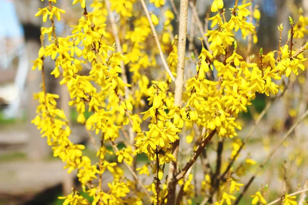 Yellow bush shrub forsythia with beautiful bright yellow flowers with leaves of autumn mood in park in spring