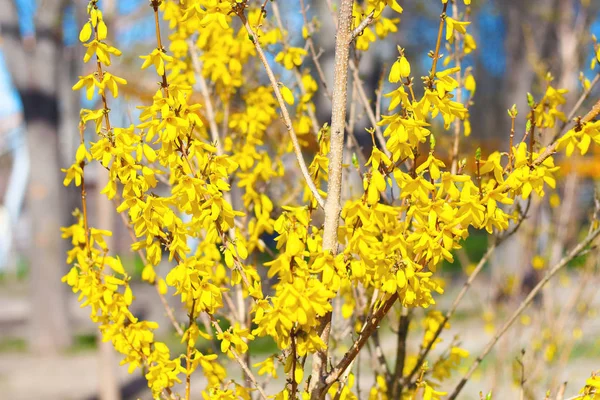 Gelber Strauch Forsythie Mit Schönen Leuchtend Gelben Blüten Mit Blättern — Stockfoto