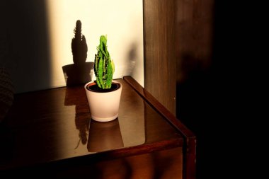 kaktüs kaktüs sert gölgeler ile batan güneşin ışınları nda cilalı bir yüzeyde yansıması ile ahşap bir başucu masada sulu. Sepya tonlama