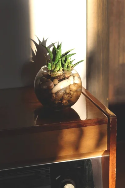 cacti cactus succulents on a wooden bedside table with reflection in a polished surface in the rays of the setting sun with hard shadows. Sepia toning