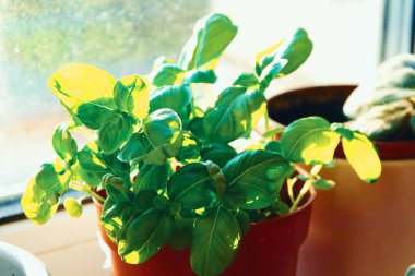 plastik kırmızı tencerede organik provencal bitki fesleğen Ocimum basilicum, fide mutfakta taze yeşillik sert gölge ve güneş ışınları ile pencerede bahçe