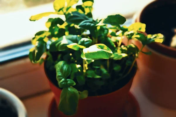 Plastik Kırmızı Tencerede Organik Provencal Bitki Fesleğen Ocimum Basilicum Fide — Stok fotoğraf