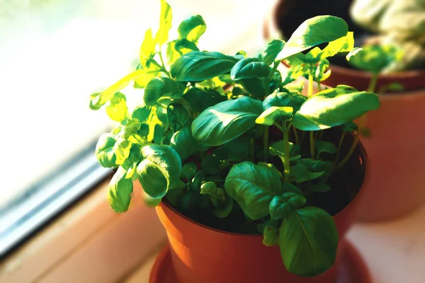 有机证明草本植物罗勒奥西芒巴西林在塑料红锅 幼苗园艺在窗口与硬阴影和阳光在厨房新鲜绿色 — 图库照片