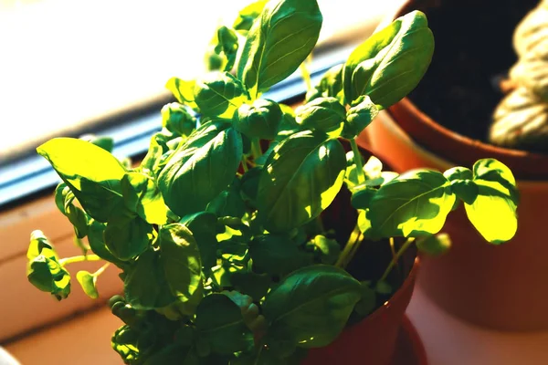有机证明草本植物罗勒奥西芒巴西林在塑料红锅 幼苗园艺在窗口与硬阴影和阳光在厨房新鲜绿色 — 图库照片