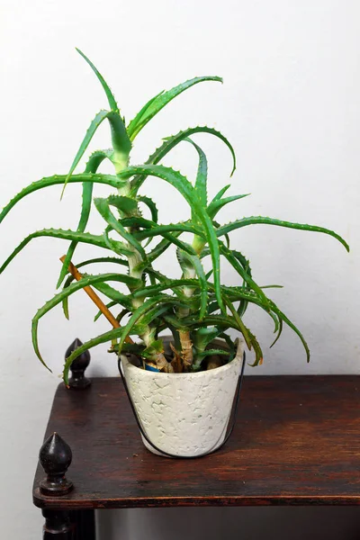 Hausstaude Aloe Vera Kräuterblätter Einem Weißen Topf Inneren Des Zimmers — Stockfoto