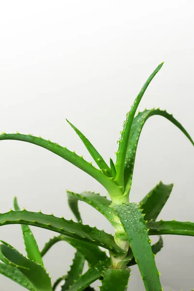 Roślina Domowa Krzew Aloe Vera Liści Ziół Białym Garnku Wnętrzu — Zdjęcie stockowe