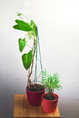 Houseplant Anthurium Andre Philodendron Türler Akordeon pembe mor çiçek saksı gri bir duvara karşı güneş ışınları parlak büyük yeşil yaprakları ile. Evde organik botanik çiçeği filizi