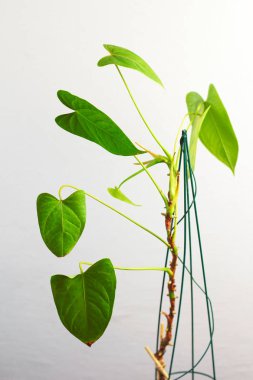 Houseplant Anthurium Andre Philodendron Türler Akordeon pembe mor çiçek saksı gri bir duvara karşı güneş ışınları parlak büyük yeşil yaprakları ile. Evde organik botanik çiçeği filizi
