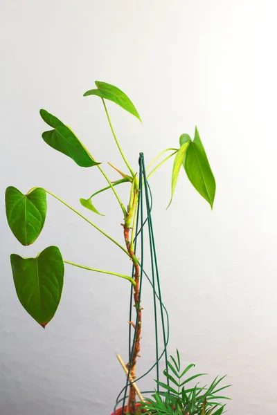 Zimmerpflanze Anthurium Andre Philodendron Arten Akkordeon Mit Großen Grünen Blättern — Stockfoto