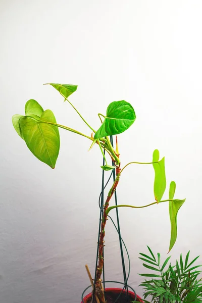 ハウスプラントアンスリウムアンドレフィロデンドロン種アコーディオン大きな緑色の葉は ピンクの紫色の植木鉢で灰色の壁に対して太陽の光で発光します 自宅で有機植物学の花の芽 — ストック写真