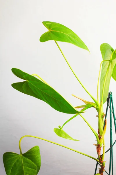 Zimmerpflanze Anthurium Andre Philodendron Arten Akkordeon Mit Großen Grünen Blättern — Stockfoto