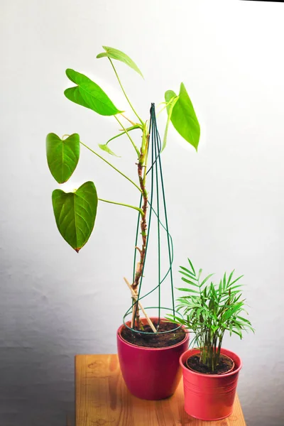 Planta Interior Anthurium Andre Philodendron Species Acordeón Con Grandes Hojas — Foto de Stock