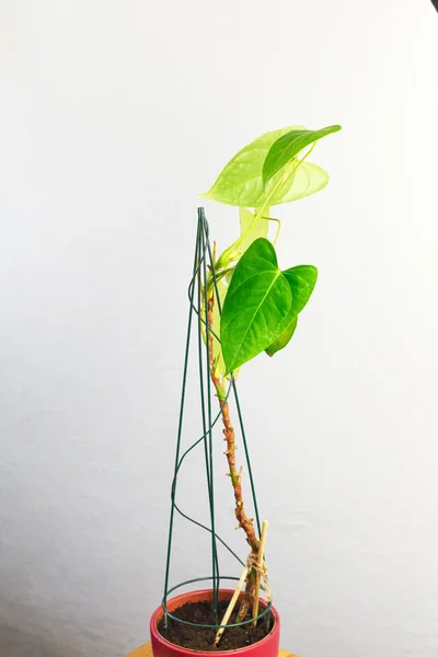 Houseplant Anthurium Andre Philodendron Gatunki Akordeon Dużymi Zielonymi Liśćmi Świecące — Zdjęcie stockowe