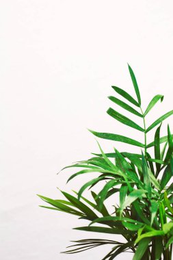 metin için alan ile gri bir duvara karşı houseplant yeşil mini palmiye ağacı dracaena 