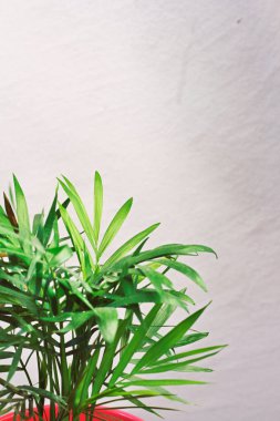 metin için alan ile gri bir duvara karşı houseplant yeşil mini palmiye ağacı dracaena 