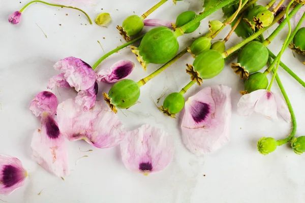 Paars Lila Poppy Bloemen Boeket Groene Klaproos Zaad Hoofden Bud — Stockfoto