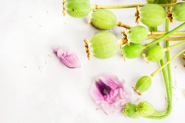 Paars Lila Poppy Bloemen Boeket Groene Klaproos Zaad Hoofden Bud — Stockfoto