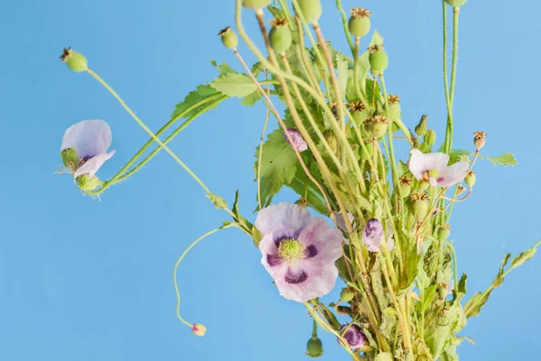 Fioletowy Liliowy Kwiat Maku Kwiaty Zielone Mak Nasiona Głowy Bud — Zdjęcie stockowe
