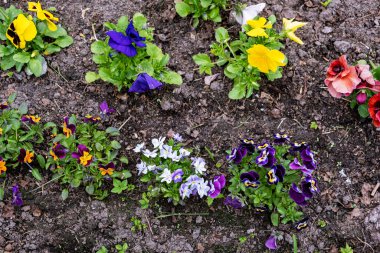 Birçok farklı kadife çiçekli mavi viyola menekşeleri, çiçek tarlasında bahçeye ekildi. Bahçe dekorasyonu, peyzaj, ekme bitkileri ve fidanlar, üst manzara.